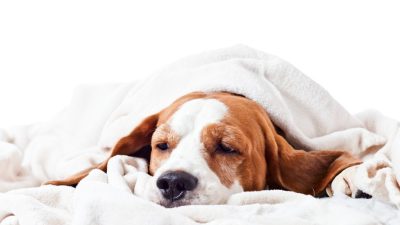 آمبیازیس در سگ ها ؛ نشانه ها، علل، روش های تشخیص و روش های درمان