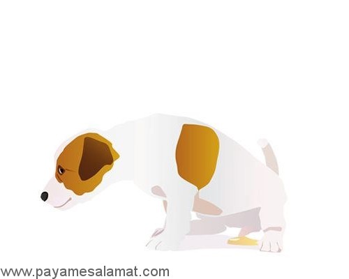 خواص سرکه سیب برای سگ ها