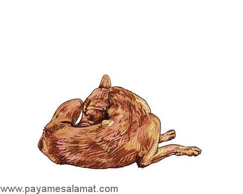 خواص سرکه سیب برای سگ ها