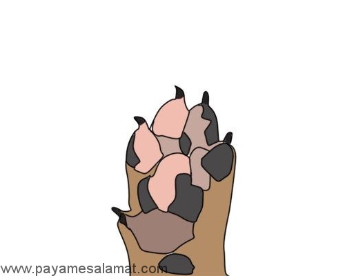 خواص سرکه سیب برای سگ ها