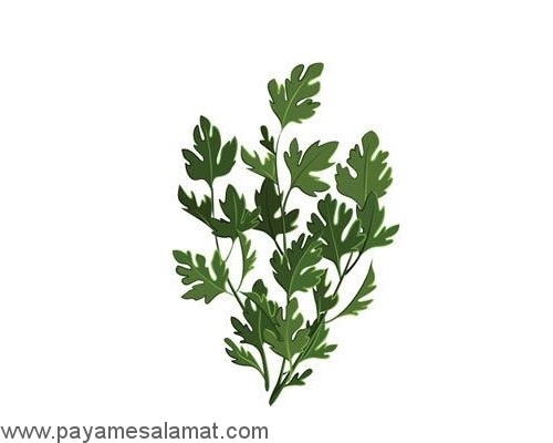 گیاهانی که از بدن سم زدایی می کنند