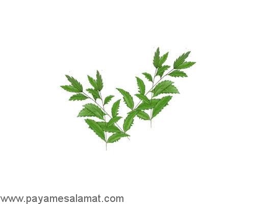 گیاهانی که از بدن سم زدایی می کنند