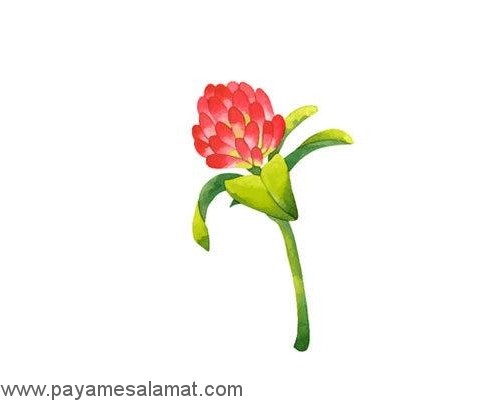 گیاهانی که از بدن سم زدایی می کنند