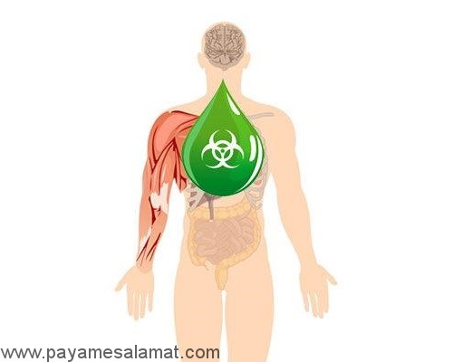 مزایای استفاده از مواد غذایی تخمیر شده و پروبیوتیک