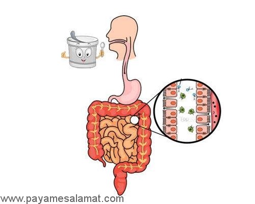 مزایای استفاده از مواد غذایی تخمیر شده و پروبیوتیک