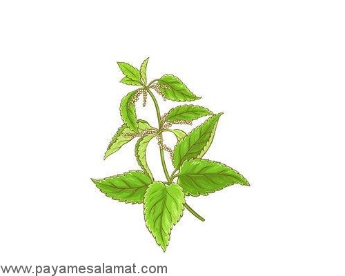 گیاهانی که از بدن سم زدایی می کنند