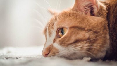 درمان عفونت مثانه در گربه ها به روش های ساده و خانگی