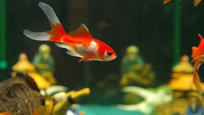 کم خونی در ماهی ها از علل تا روش های درمان آن