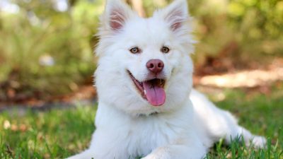 کم خونی مرتبط با سیستم ایمنی بدن در سگ ها