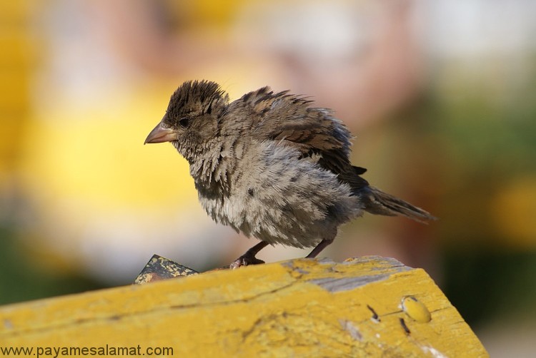 عفونت قارچی معده در پرندگان ؛ علل، علائم و روش های درمان