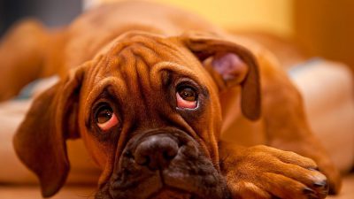 التهاب چشم در سگ ها