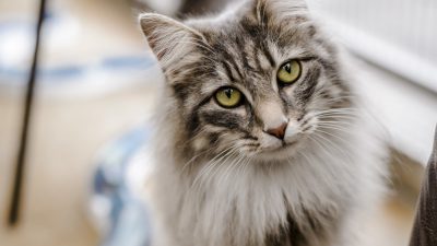 روش های تقویت سیستم ایمنی بدن گربه ها