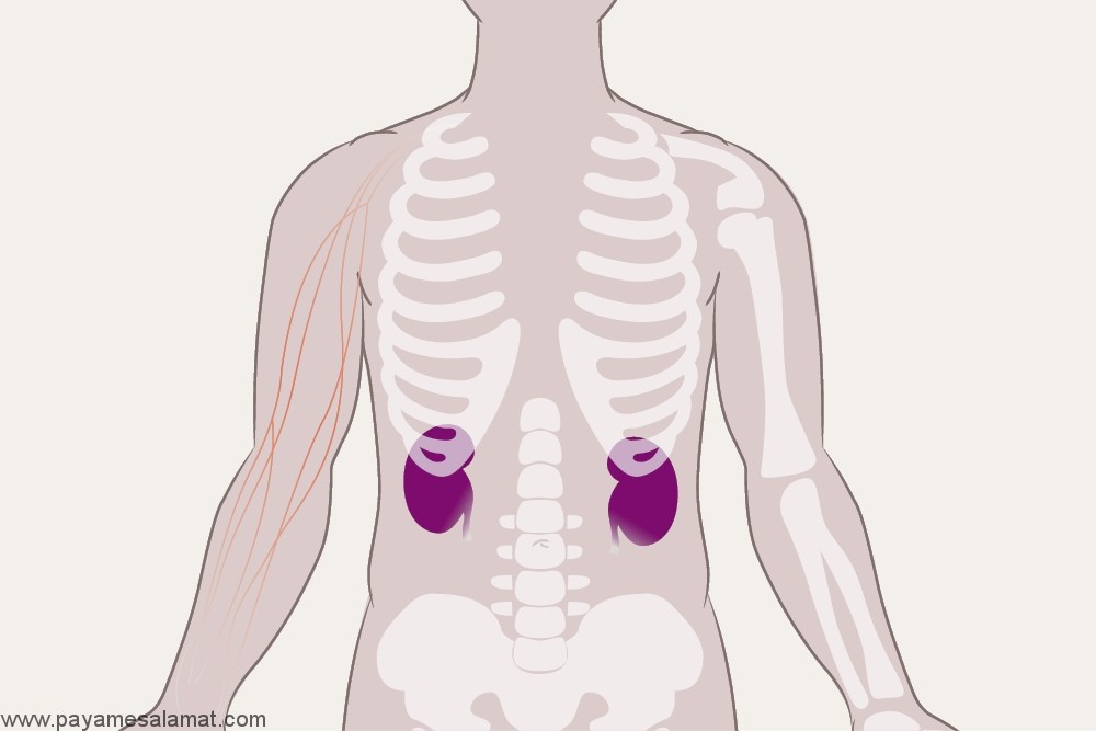 position of kidney in human body images