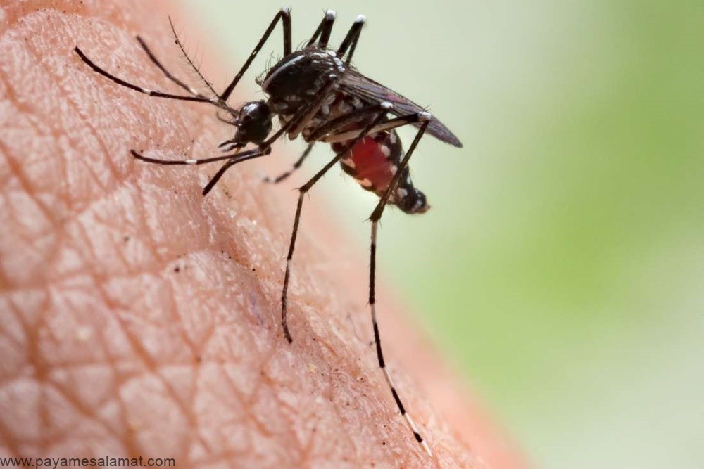 بیماری مالاریا