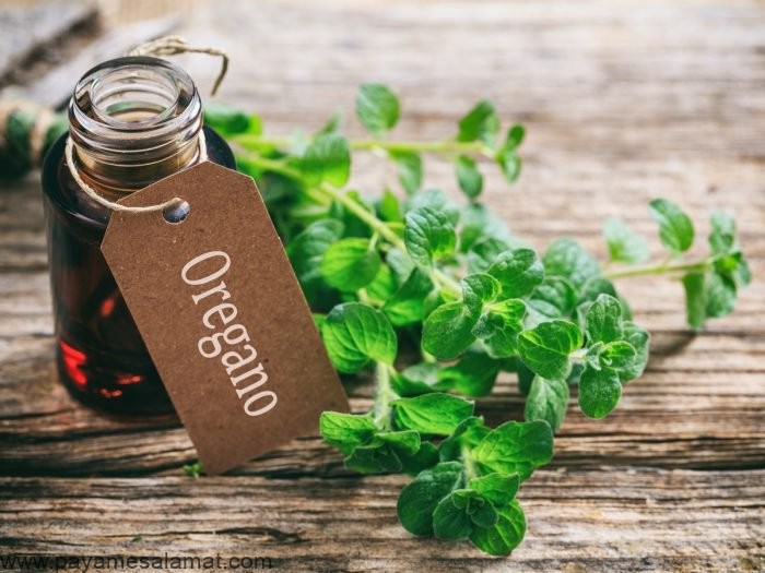 فواید روغن پونه کوهی برای بدن