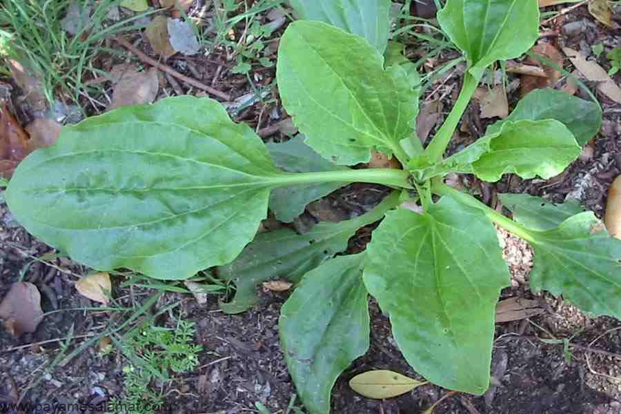 خواص گیاه بارهنگ برای بدن