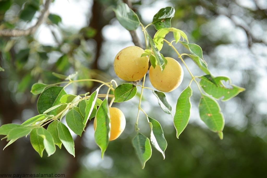خواص روغن مارولا