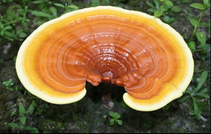 قارچ گانودرما