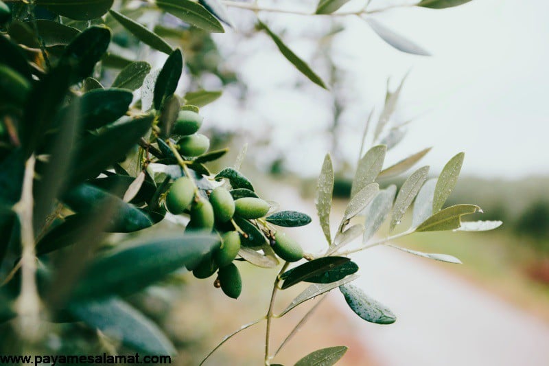 خواص روغن زیتون خالص