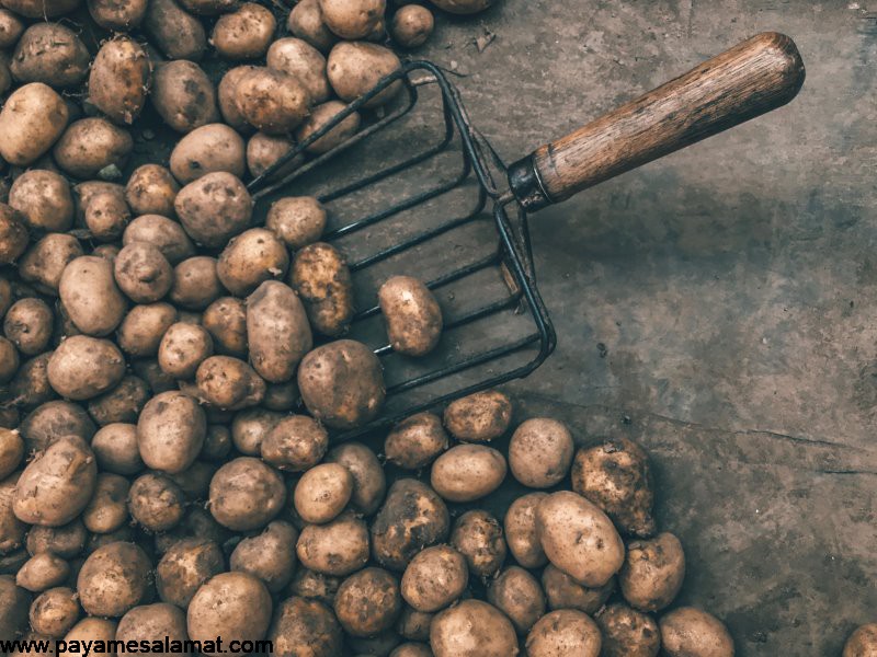 نحوه استفاده از سیب زمینی برای درمان تب و عفونت