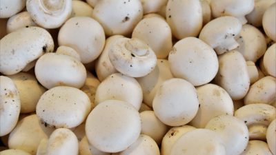 خواص و ارزش غذایی قارچ سفید