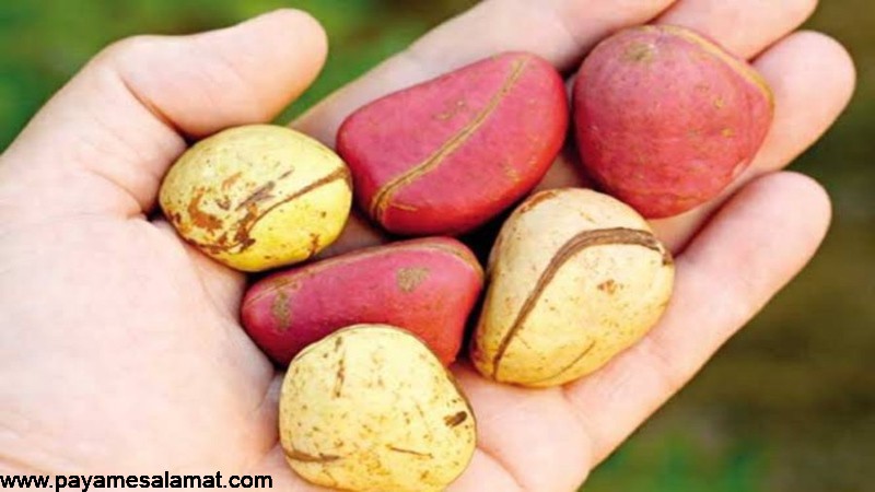 دانه کولا یا مغز قهوه سودانی