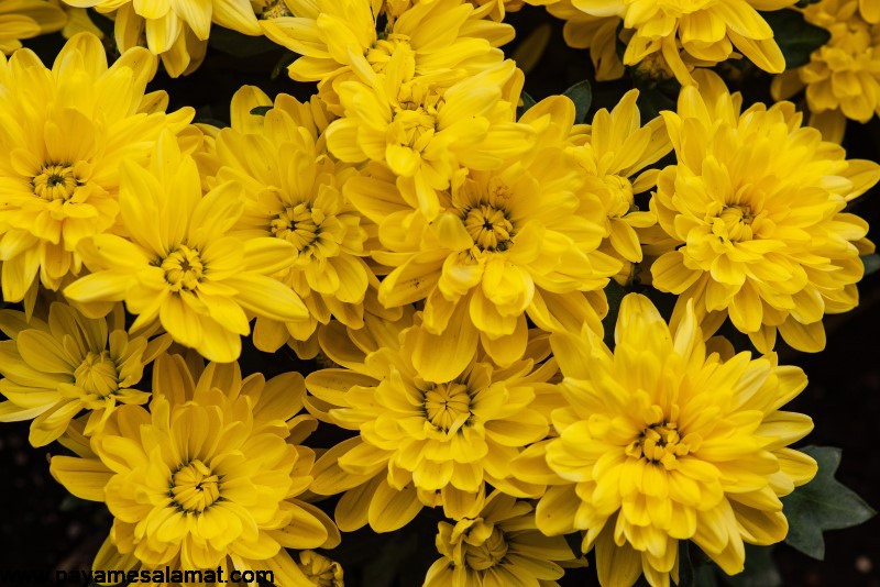 چای گل داودی نوشیدنی پر از آنتی اکسیدان