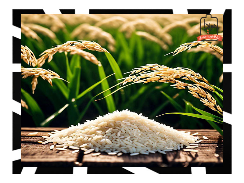 چرا خرید برنج هاشمی از برند هویدا بهترین انتخاب است؟